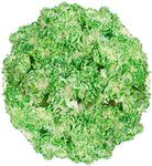 GlobalRose 100 Green Carnations- Fresh Flowers Delivery- Beautiful Vibrant Colors