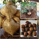 ONLINE PLANT BAZAR Hybrid Singkamas yam bean Jicama Sag Alu Seeds (Pack Of -100 Seeds)