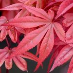 Acer palmatum Skeeter's Broom - Jap