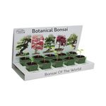 Bonsai Tree Seed Kit