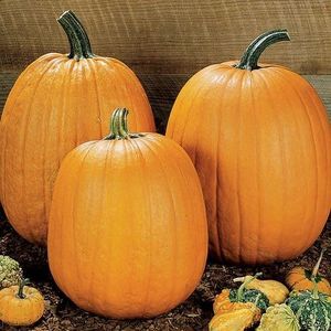 Park Seed Howden Pumpkin Seeds – Non-GMO, Classic Deep Orange Pumpkins for Carving & Display, High-Yielding Plants, 20–30 lb Fruits, Ribbed Halloween Favorite, Pack of 25
