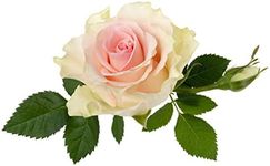 Climbing Rose Plants - Madame Alfre