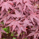 Acer Hime-Shojo | Japanese Maple Tr
