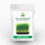 Organic Grass For Cats