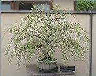 Bonsai Tree Dragon Willow - Thick T