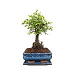 Chinese Elm Bonsai Tree Broom Style with Matching Ceramic Bonsai Tray