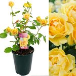 Golden Wedding Rose Bush - 50th Wedding Anniversary Plant - Give a Living Gift (1 Plant)