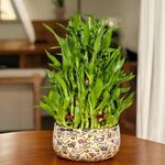 Amulya Farms Live Lucky Bamboo 5 layer plant in Enamel Metal Pot | Bamboo Plants for home decoration | Indoor Plants for Home | Ideal for Living room, Balcony, Office desk & Kitchen | Vastu Plant |