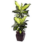 Nearly Natural Dieffenbachia with D