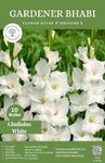 Gardener Bhabi Perennial Flower Bulbs Collections for You Garden - Pack of 10 Bulbs (Gladiolus White Flower Bulbs)