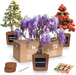 Bonsai Starter Kit - Gardening Gift