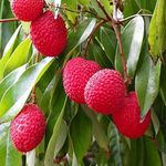 HariGuru Litchi Muzaffarpur Shahi Variety Lychee Fruit Air Layering/Grafted+Hybrid Verity Live Plants & Tree,Height1-2 Feet