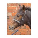 Hy Leather Foal Head Collar Black Medium