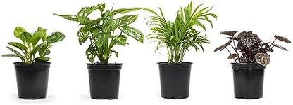 Altman Plants, Classic Houseplant Collection (4PK) Live Plants Indoor Plants Live Houseplants in Plant Pots, Easy House Plants Indoors Live, Snake Plant, Pothos in Potting Soil, Clean Air Plants