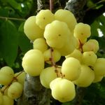 PLANT EXOTIC Star Gooseberry/Arinelli Rare Home Garden Healthy Plant (small amla plant) Nellika/Malay Berry Herb Green Plants For Gifting| Noyal,Royal Plant for All Season