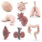 8 Piece Mini Human Organ Set Mini Human Body Model for Kids Mini Body Parts Sets 3D Human Anatomy Model Anatomy and Physiology Study Tools Students Sciences Learning Kit for Kids Study Class