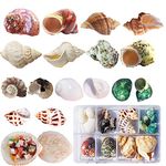 Hermit Crab Shells 17PCS(9 Types) Medium Small Growth Turbo Seashells Natural Seashells for Seaside Decorations Beach Seashell for Crafting Beach Theme Party(3-9 CM)