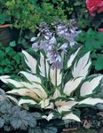 Fire and Ice Hosta