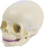 Myaskro® ✮ Fetus Skull Model ✮ With Articulating Jaw ✮ Premium Anatomical Model