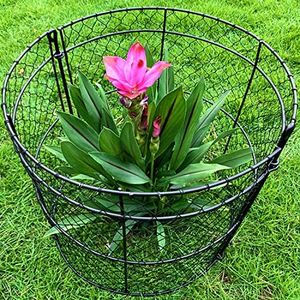 10 Pack Garden Cloches for Plants, Chicken Wire Cloche, 14" Dx16 H Wire Plant Protector, Plant Protectors from Animals, Garden Cloche, Protection for Your Plants and Seedlings - Black