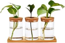 Window Garden Desktop Plant Terrarium Vase with Lid, Set of 3 - Glass Vase Hydroponic Propagation Planter Jars - Plants Terrarium Container for Desktop Garden - Hydroponics Vases for Indoor Plants