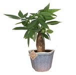 Abana Homes Money Tree Pachira Bonsai Live Plant with White Ceramic Pot