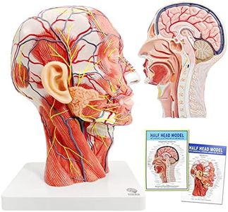 EVOTECH Human Half Head Superficial Neurovascular Model with Musculature, Life Size Anatomical Head Model Skull and Brain for Medical Teaching Learning, Science Learning Education Display Tool