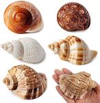 WeDoSoy 5PCS Large Hermit Crab Shells | Natural Sea Conch Size 2.8" - 3.9", Opening Size 1.5" - 2.5" | Turbo Seashells for Hermit Crab Supplies and Beach Decoration Large Sea Shell