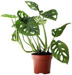 Rare Indoor House Plant, Monstera Adansonii aka Swiss Cheese Plant, with Free Next Day Delivery; Carefully Packaged Comes with a Detailed Care Guide; Ideal for Home or Office & Improving Air Quality