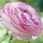 Ranunculus Picotee Pink Flower Corms/Bulbs. Beautiful Hardy Colourful Flowers. (10)