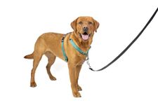 PetSafe Teal 3-in-1 Harness, Large
