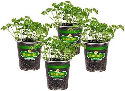 Bonnie Plants Curled Parsley Live Herb Plants - 4 Pack, Biennial, Non-GMO, Garnish, Seasoning, Salads, Palate Cleanser