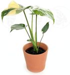 Monstera T