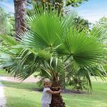 You Garden - 1 x Cotton Palm Tree (Washingtonia) 75-90cm in 17cm Pot, Exotic Palm Trees for UK Gardens