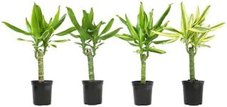 Dracaena Steudneri "Moonlight" 4 Pa