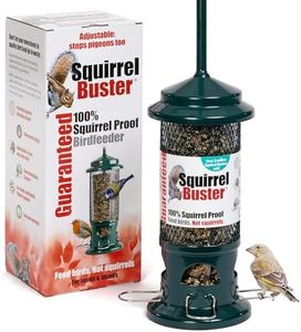 Squirrel P