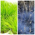 Ornamental Grass Mix - 2 Festuca Intense Blue 2 Deschampsia AmiLime - Gorgeous Fescue Grass Plants for Patio Pots