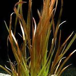 PondPlantsUK Vallisneria Americana Var Rubra - submerged - Aquarium 10 Strands