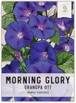 Seed Needs, Grandpa OTT Morning Glory Seeds - 100 Heirloom Seeds for Planting Ipomea purpurea - Annual Blue/Violet Blooms, Flowering Vine for a Natural Privacy Fence (1 Pack)