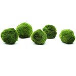 k2aqua 5 Marimo Moss Balls, Always Fresh Live Aquarium Plant, Cladophora aegagropila