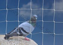 Bird Netting For the Garden 20m x 20m 50mm 2" Anti Pigeon Knotted Mesh Heavy Duty White Net Protection