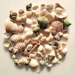 BetterJonny 250+ Grams Sea Shells Mixed Beach Seashells of 2-6 CM Natural Conch Scallop Shell for Beach Theme Party DIY Crafts Vase Fillers Home Wedding Decorations FishTank Supplies