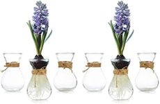 Small Glass Vases for Centerpieces - Hewory 6pcs Clear Mini Hyacinth Avocado Growing Bud Vase Bulk, Cute Tiny Flower Bulb Forcing Plant Containers Set for Wedding Home Living Room Table Decorations