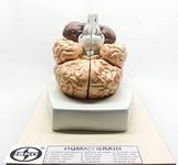 ISKO® Human Brain Model, Life-Size Anatomically Accurate Brain Model, 8 Part Human Brain Anatomy Model, for Science Classroom Study Display Teaching Medical Display (Magnetic parts)