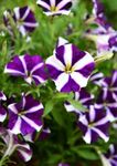 Gebdinsh Garden® Imported Star Petunia Flower Seeds For Kitchen Gardening (Pack Of 100 Seeds)