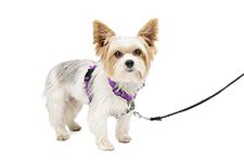 PetSafe 3in1 Harness, from The Makers of The Easy Walk Harness, Fully Adjustable No-Pull Dog Harness