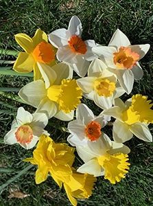 50 Daffodi