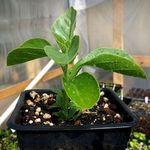 Ashwagandha Live Plant (Withania Somnifera) - Healthy Ayurvedic Herb Plant for Home Garden, Terrace, and Balcony - Well-Rooted Indian Ginseng/Winter Cherry Plant in Nursery Pot