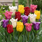 25 x Tulipa Fringed Mixed – Spring Flowering Bulbs – Exotic Colourful Blooms – Brings Mass of Colour to Your Garden Setting – Perennial Flowers – for Your Beautiful Garden