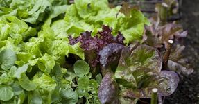 Vegetable - Lettuce Mixed Baby Leaf Salad - 1000 Seed - Economy Pack